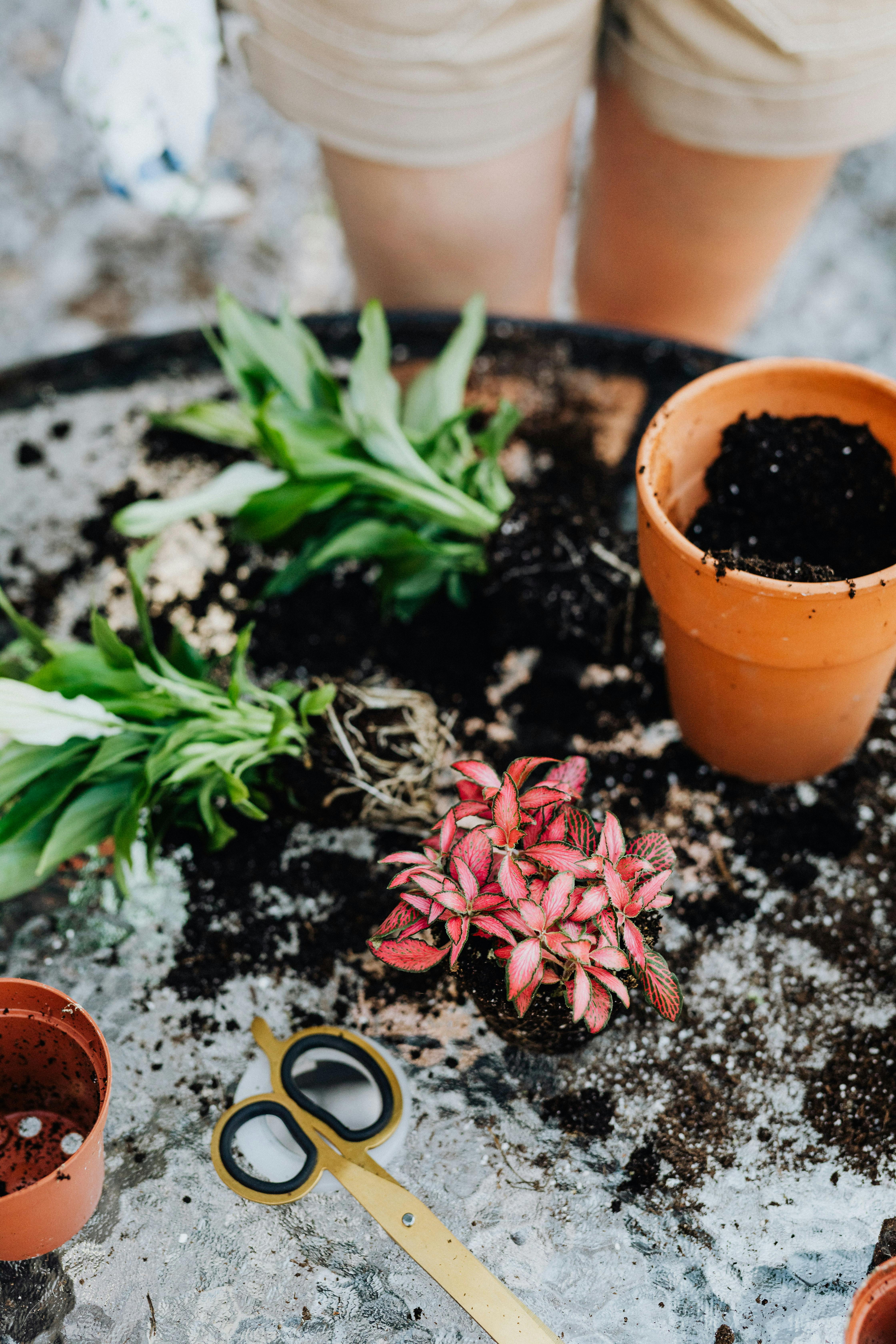 Essential Guide to Caring for Venus Fly Trap in 2025