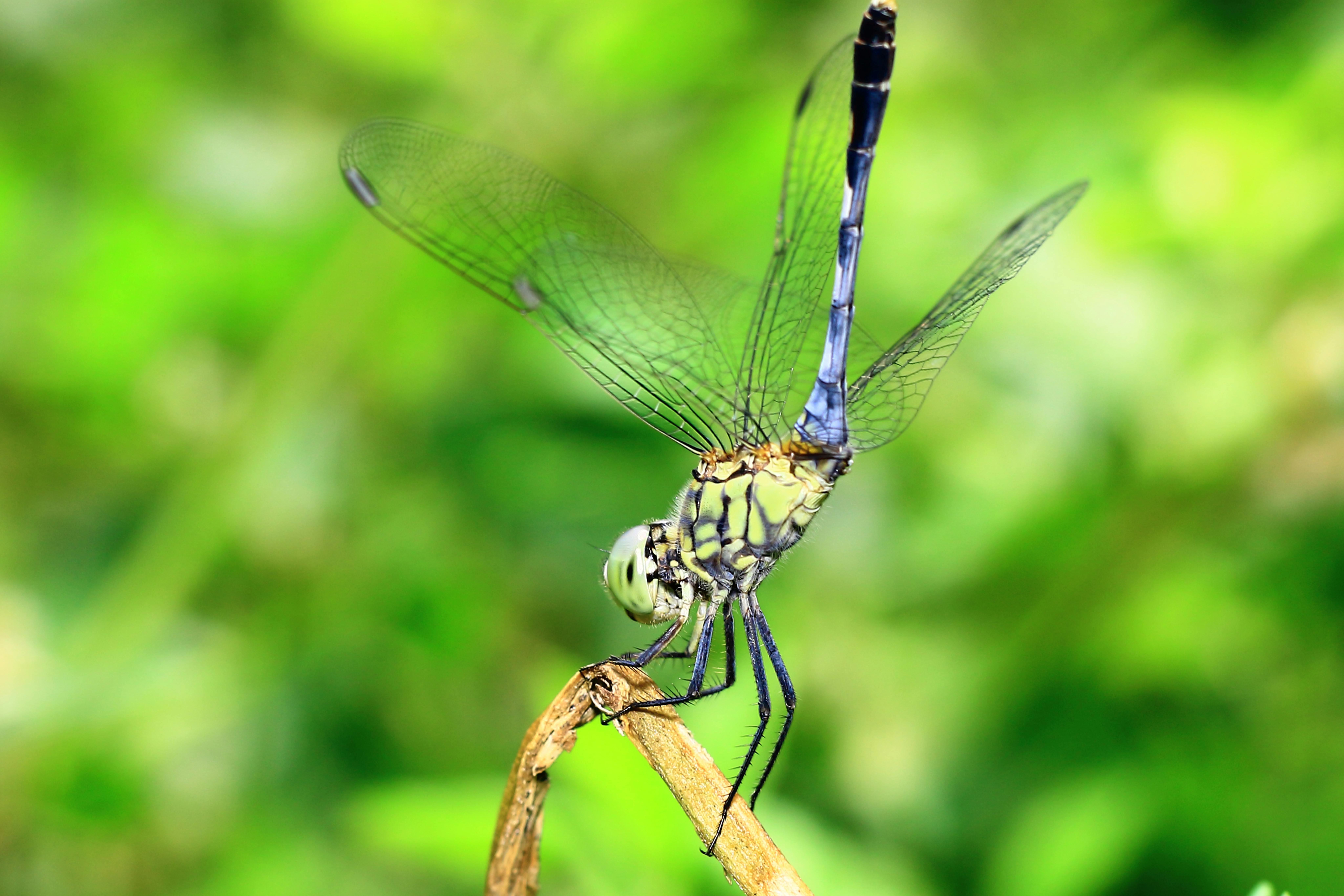 Image demonstrating how to detect AirTag tracking