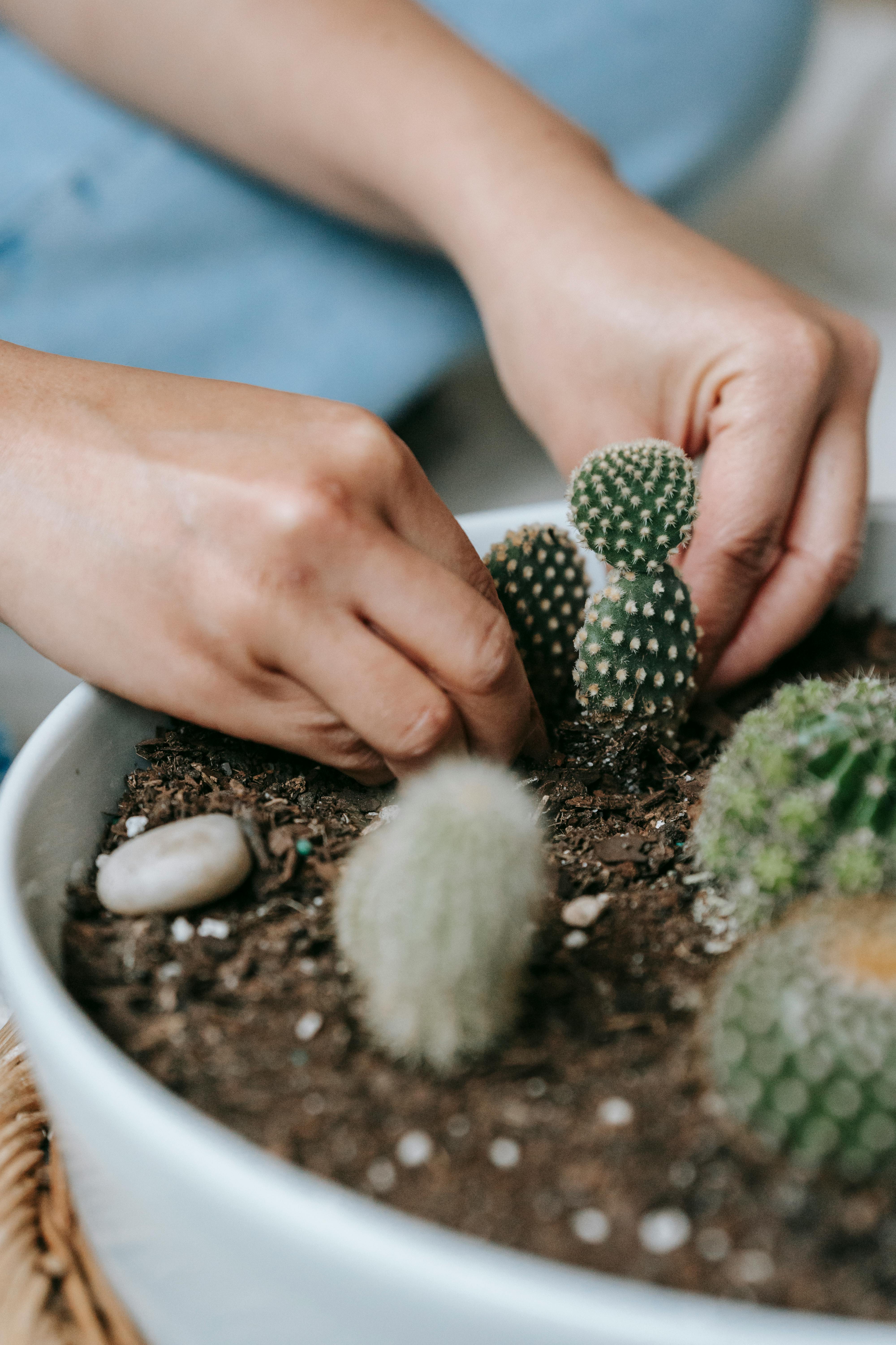 Watering Techniques for Succulents