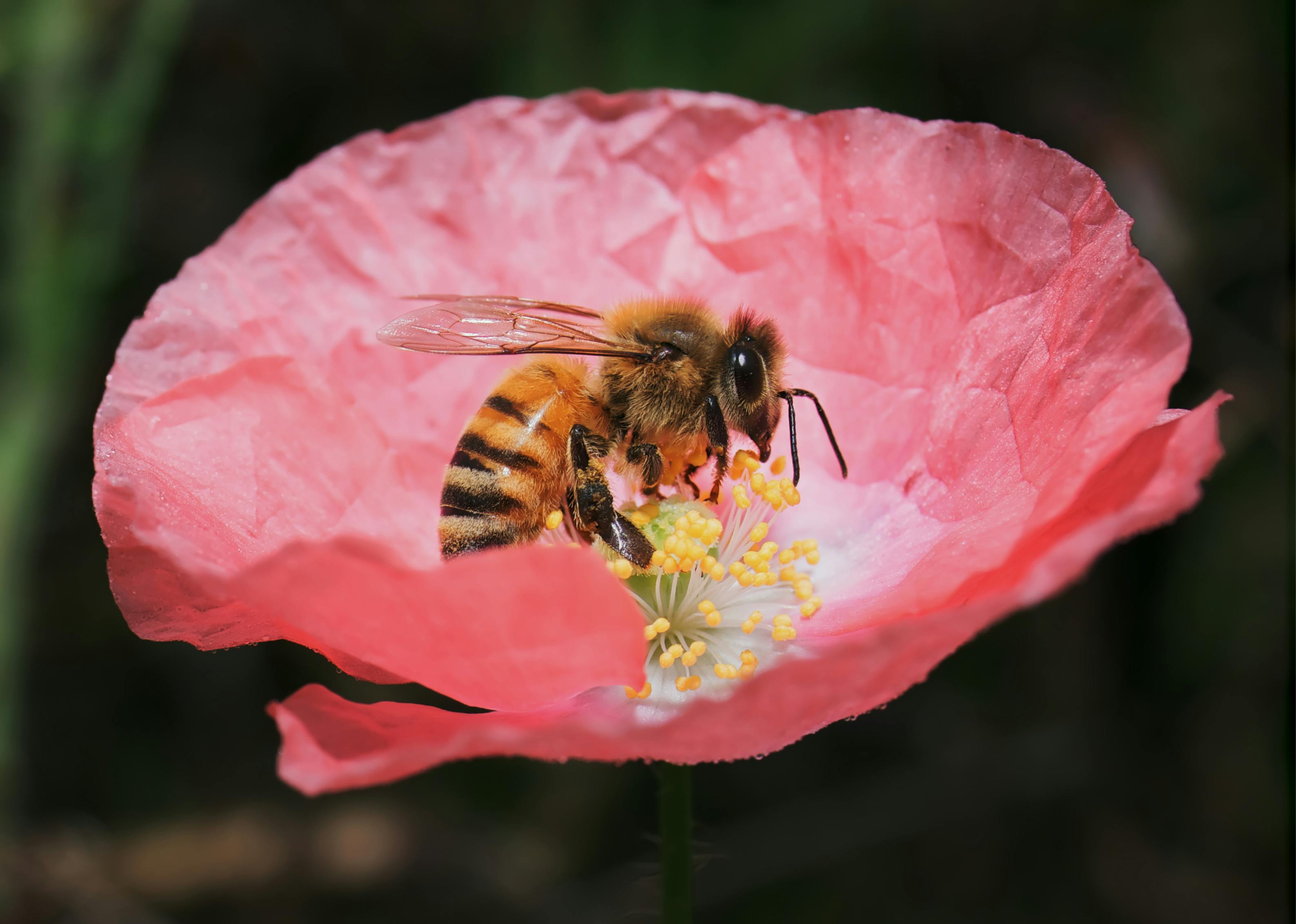 Bee Pollen Benefits