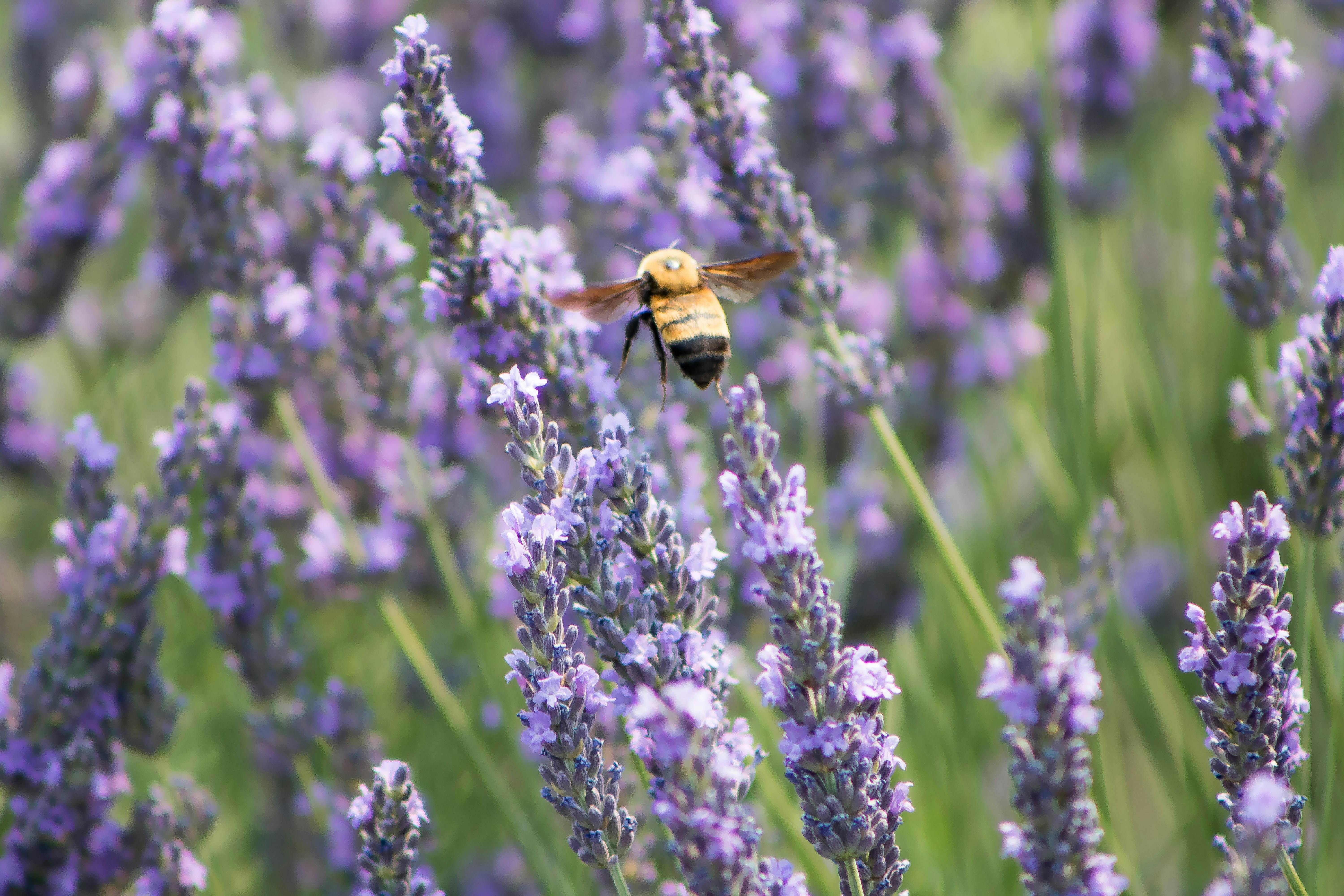 Cooking with Bee Pollen